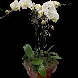 White phalaenopsis orchid plant with arching stems in a red and gold pot