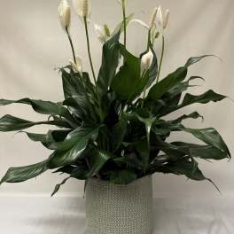 Tall peace lily plant with white blooms in a textured light gray pot