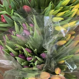 Bunches of multicolored tulips in clear plastic sleeves with yellow, peach, pink, and purple buds.