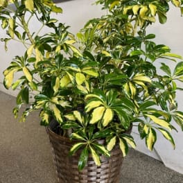 Variegated potted plant in a woven basket planter