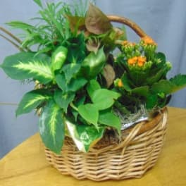 Basket of green potted plants with small orange flowers