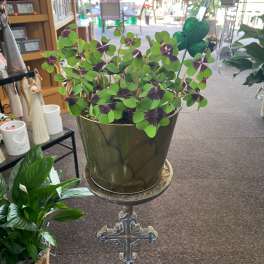 Potted shamrock plant with green and burgundy leaves in a green pot on a decorative cross stand.