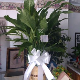 Tall potted green plant in a woven basket with a white ribbon