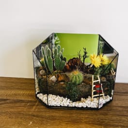Stunning Cacti Terrarium 10x13