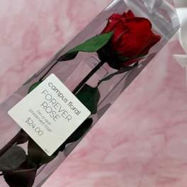 Forever Preserved Rose