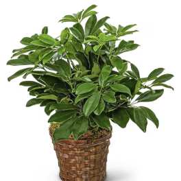 Schefflera Plant