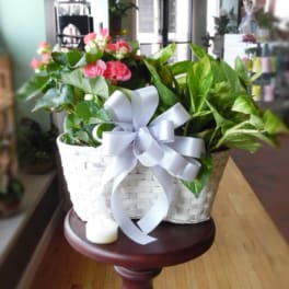 White basket planter with pink flowering plant and green foliage, finished with a large white bow.