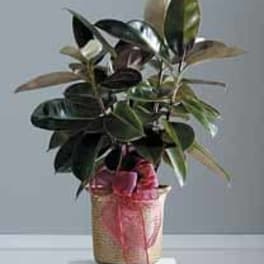 SF80-21 - Rubber Tree