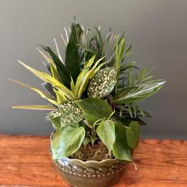 Potted tropical foliage arrangement in a metallic bowl