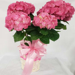 Potted pink hydrangea plant in a woven white basket with a large pink satin bow