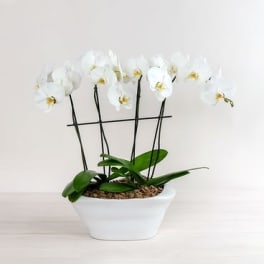 Classic Double Phalaenopsis
