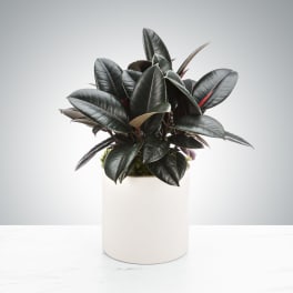 Potted rubber plant with dark glossy leaves in a white cylindrical pot