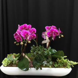 Pink orchids in a white planter with assorted succulents