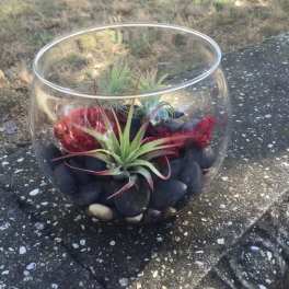 Glass bowl with air plants and dark stones