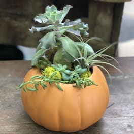 Succulents arranged in an orange pumpkin-shaped container