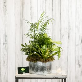 Potted green houseplant arrangement in a metal container with a small candle