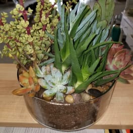 Mixed succulent arrangement in a clear glass bowl with pebbles