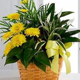 Yellow flowers arranged in a wicker basket with a ribbon