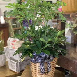 Potted green houseplant in a woven basket with a striped ribbon