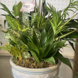 Mixed green potted plant arrangement in a decorative ceramic bowl