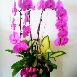 Pink orchids arranged in a black pot with a magenta ribbon