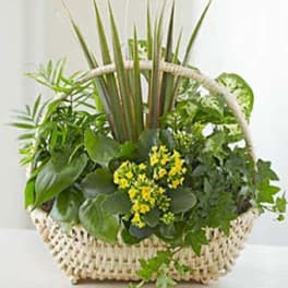 Basket of green plants with small yellow flowers