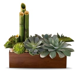 Succulent Garden