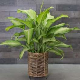 Star Bright Dieffenbachia