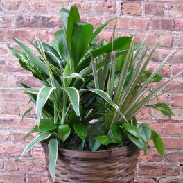 Mixed green houseplants in a woven basket planter