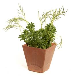 Potted green succulent plant in a square terracotta planter