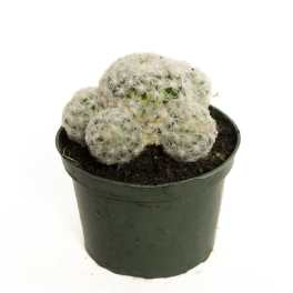 Potted cactus with white fuzzy clusters