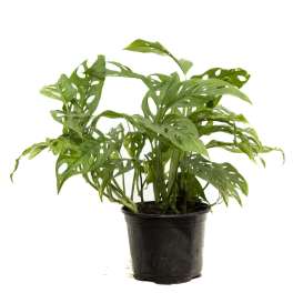 Potted green houseplant with perforated leaves in a black nursery pot