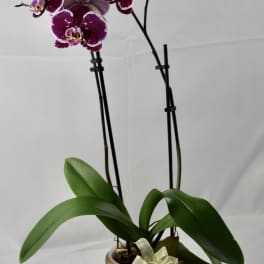 Orchid