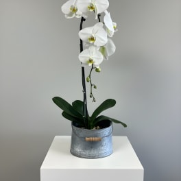Phalaenopsis Orchid