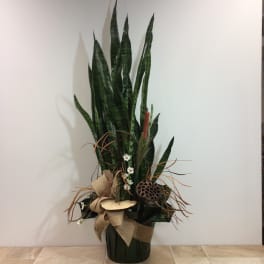 Gabby Sanseiveria plant, decorated