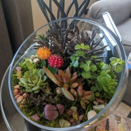 Glass bowl terrarium with assorted succulents and small cactus plants