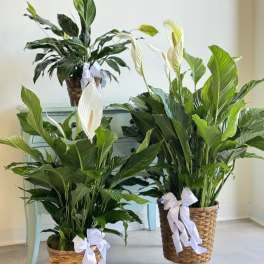 Two potted peace lilies with white blooms and ribbon bows