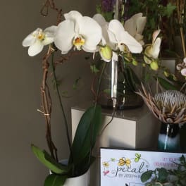 White orchid stems in a white vase with green leaves