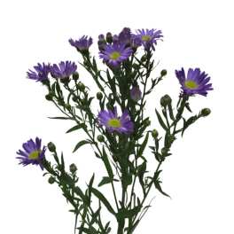 Purple daisy-like flowers with green centers on long stems