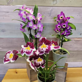 Three potted orchid plants with purple and white blooms