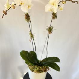 White orchid plant in a white pot with two arching stems
