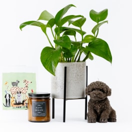 Potted green houseplant with a candle, card, and plush dog