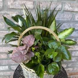 Basket of assorted green houseplants with pink leaves