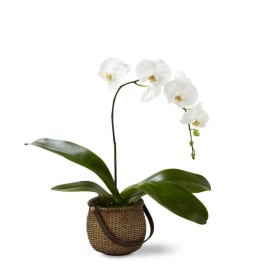 White Phalaenopsis Orchid