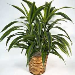 Dracaena Lemon Lime Plant