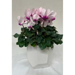 Potted plant with light pink flowers in a white container