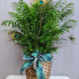 Tall green potted plant in a woven basket with peacock feathers and a teal patterned bow.
