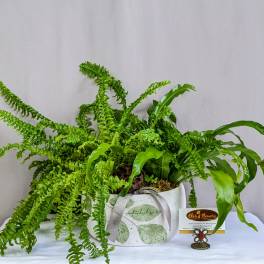 Potted fern arrangement in a white decorative container with a ribbon