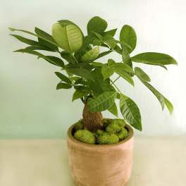 Potted green plant with broad leaves in a tan ceramic pot