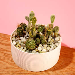 Potted cactus arrangement in a white ceramic bowl with pebbles